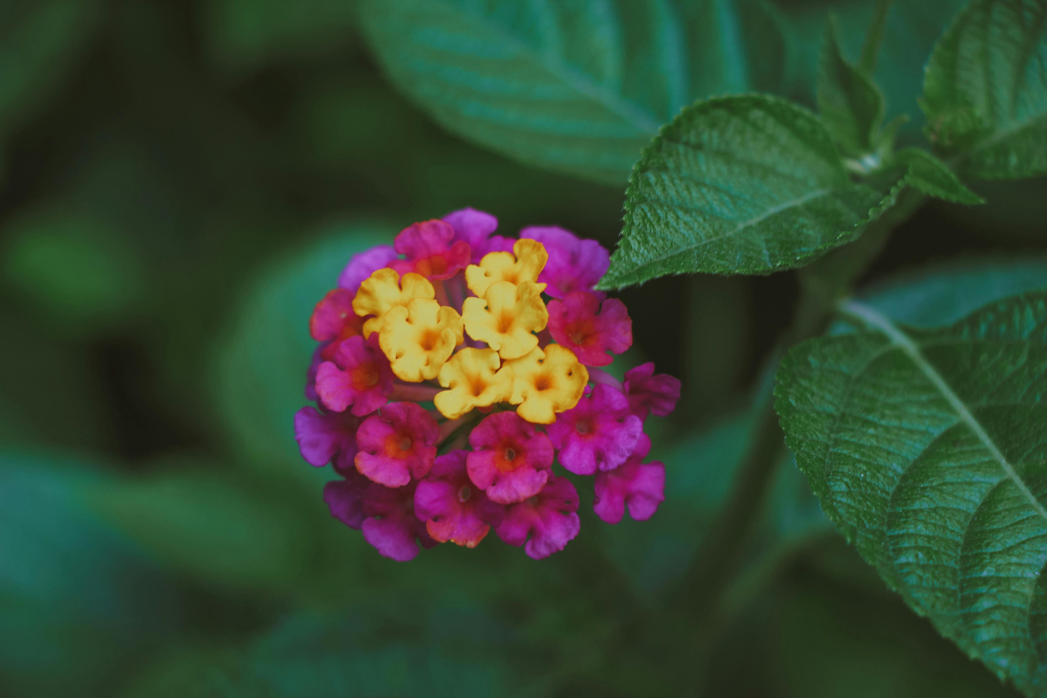 S Flower Wallpaper Photos, Download Free S Flower Wallpaper Stock