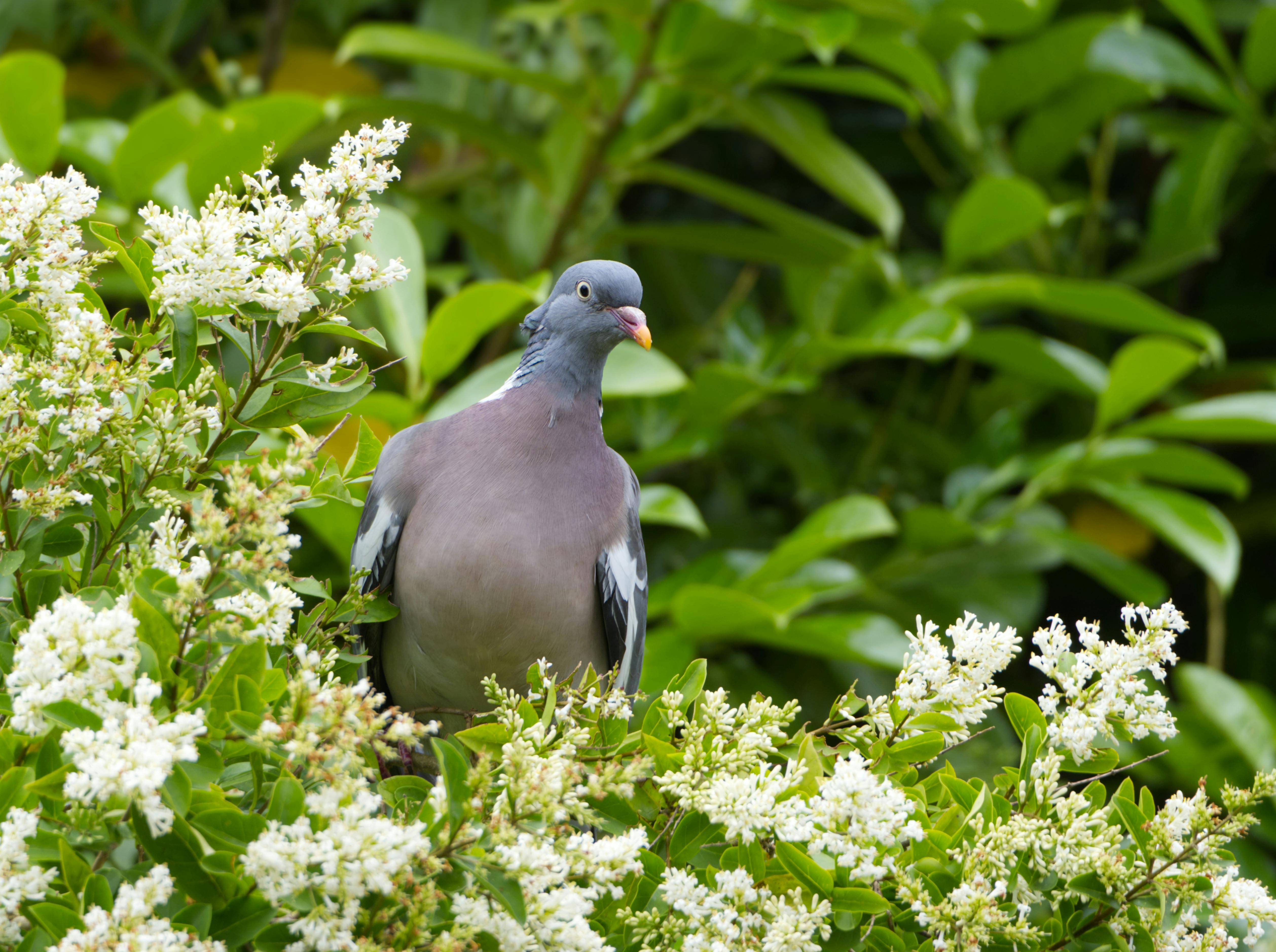 Pigeon Aesthetic Photos Download Free Pigeon Aesthetic Stock Photos