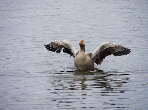 Goose in Water with Wings Spread 