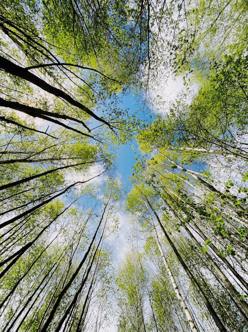 Kostenloses Stock Foto zu baumkrone, grüne bäume, low-angle-shot