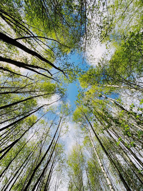 Free Low-angle view of lush green tree canopy in spring, capturing serene nature. Stock Photo