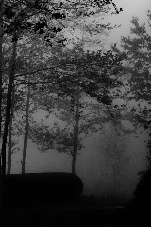 Grayscale Photo of Trees in the Foggy Forest