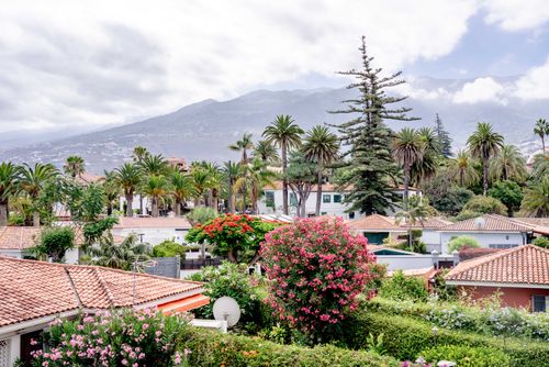 Free Picturesque Puerto de la Cruz scene featuring palm trees, rooftops, and lush gardens. Stock Photo