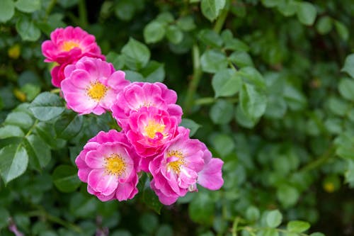 Pink Flowers With Green Leaves