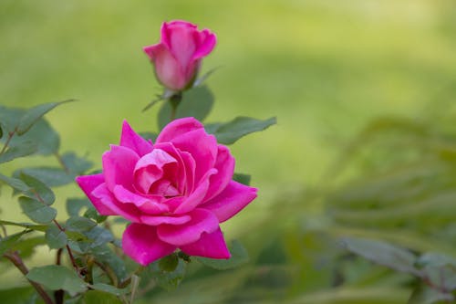 Close-Up Shot of a Blooming Pink Rose

