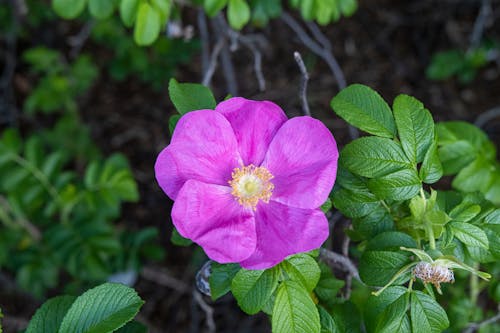 Purple Flower in Close-up Shot