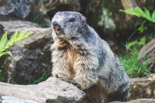 Gray Beaver Standing on Stone