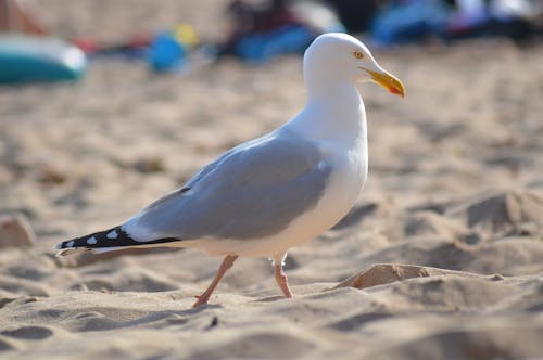 Foto d'estoc gratuïta de animal, au, au aquàtica