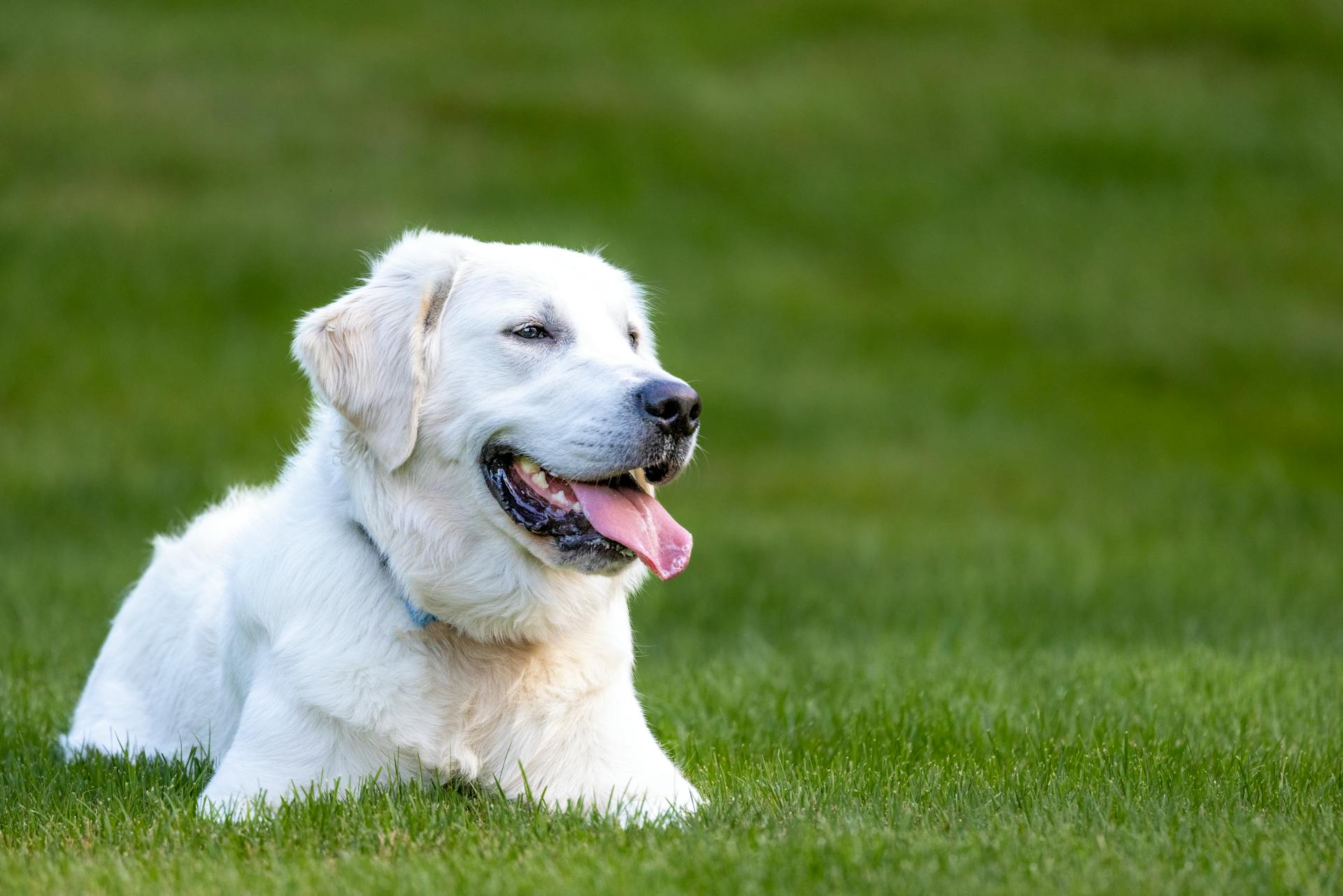 Vue rapprochée d'un retriever anglais sur l'herbe verte