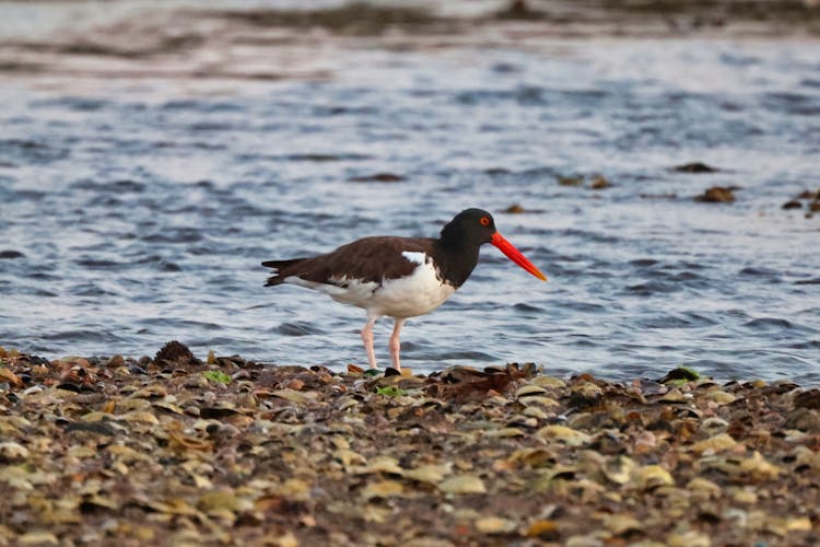 American Oystercatcher On The Rocky Shore