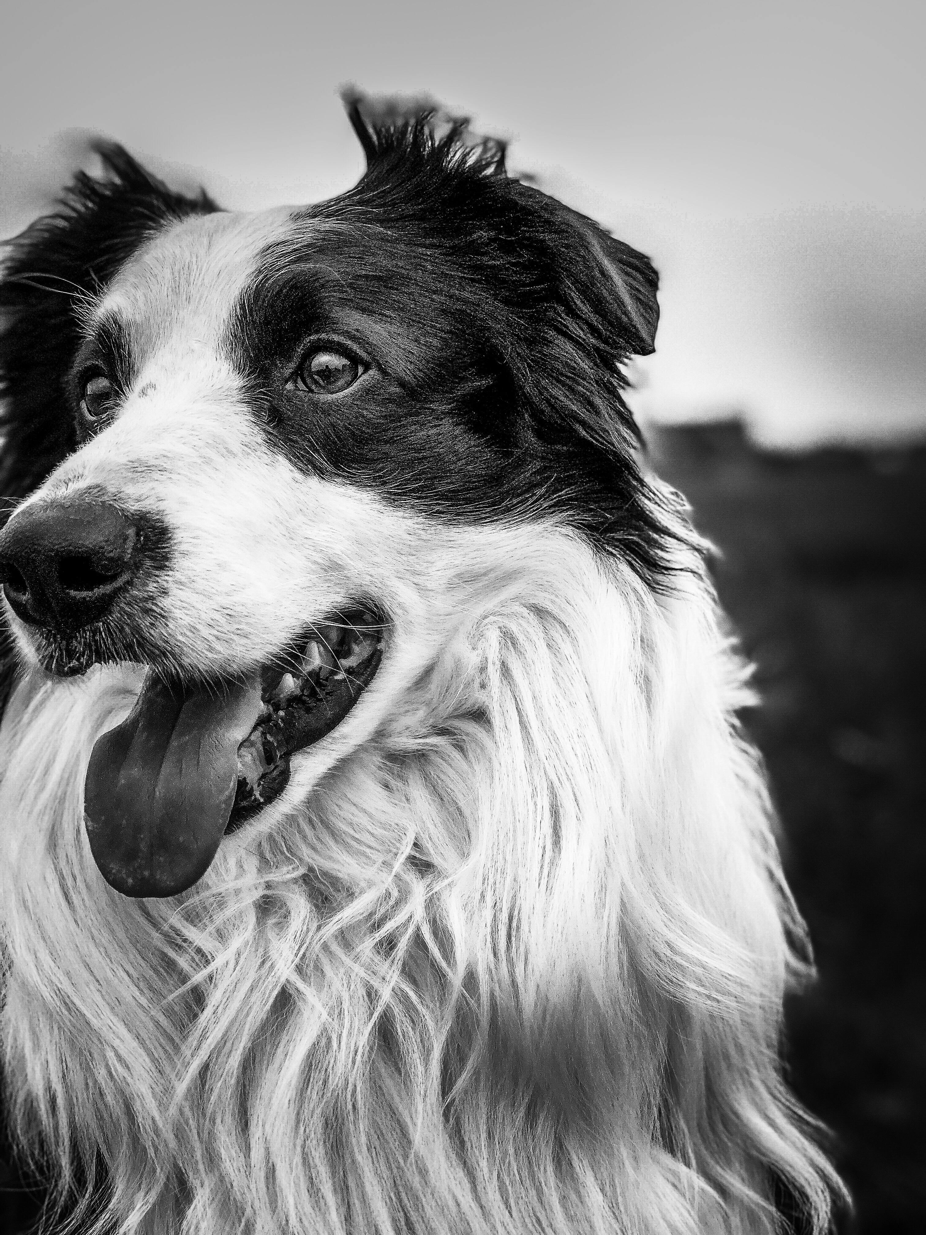 Free stock photo of #dog, border collie