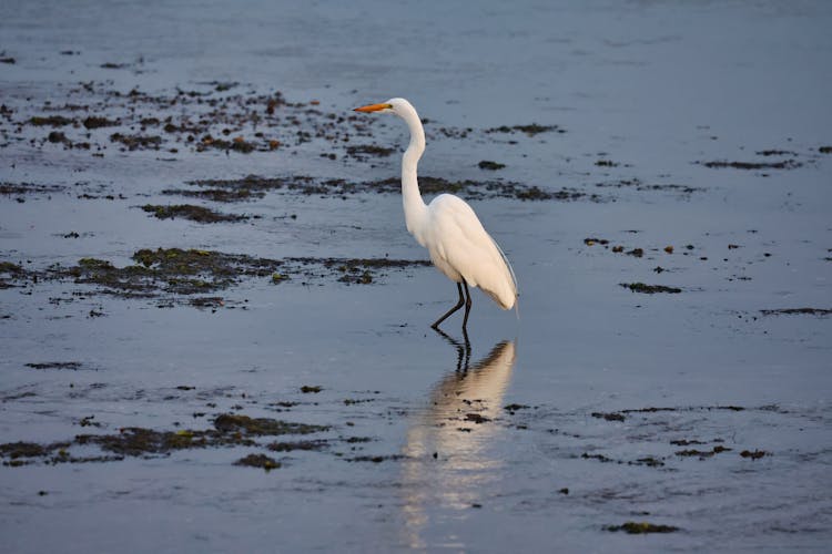 White Egret On Wetland