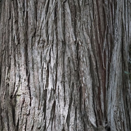 Close-Up Shot of Tree Bark