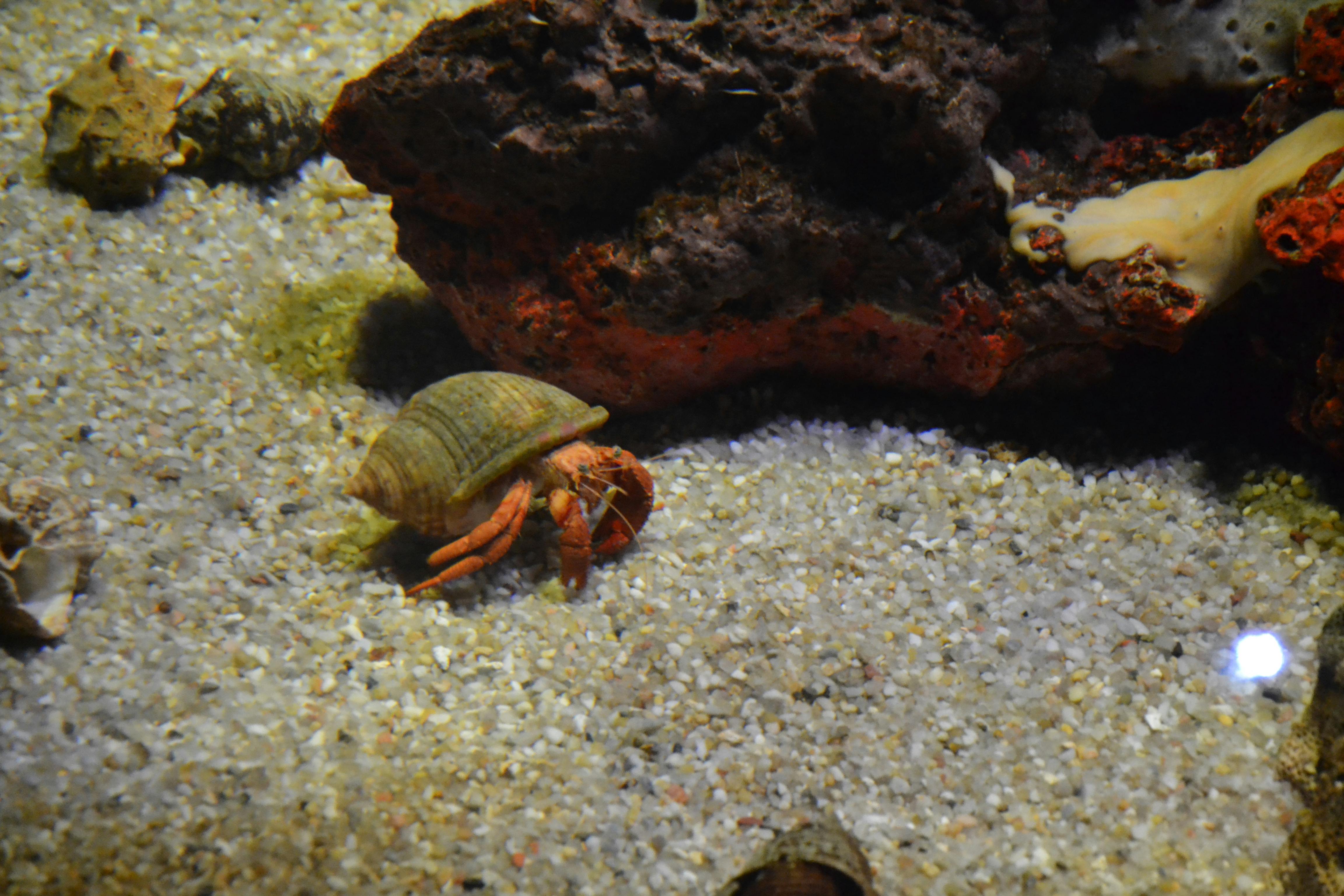Soccer-shaped sandwiches and cupcakes