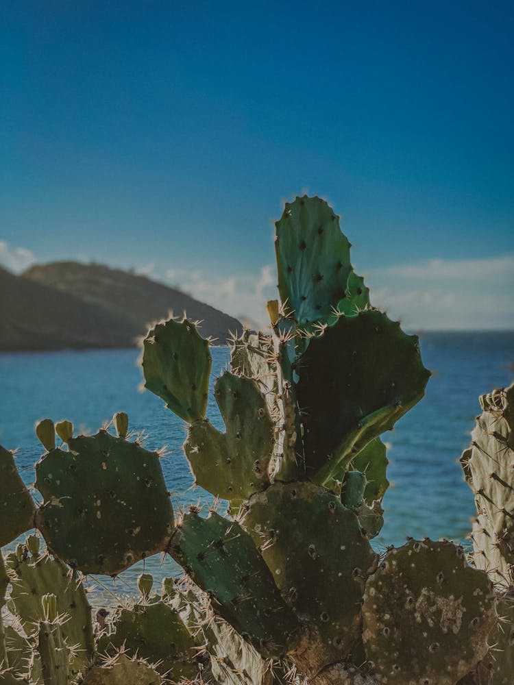 Prickly Pear Plant