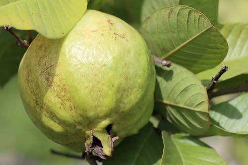 Green Guava in Close-Up Photography