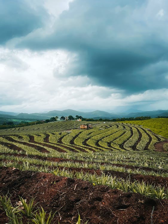 Green Grass Field Under Cloudy Sky