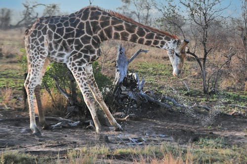 Immagine gratuita di animale selvatico, erbivoro, giraffa