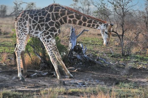 Free A giraffe bending to drink water in the South African savanna, showcasing wildlife behavior. Stock Photo