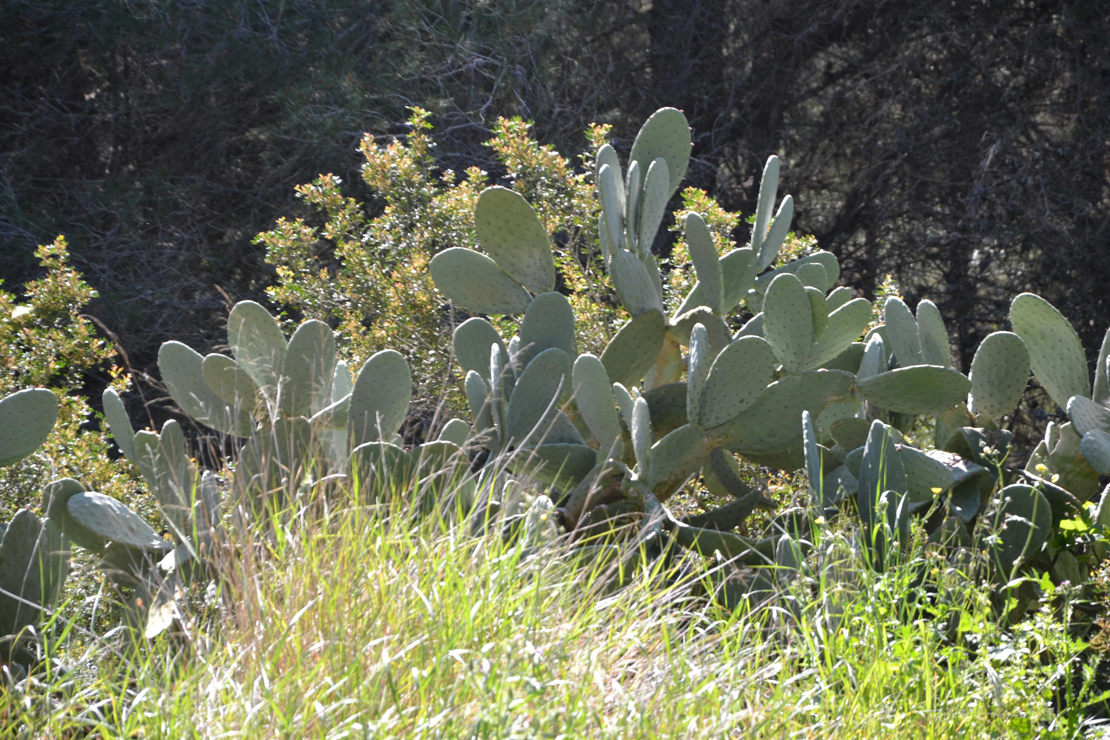 Free stock photo of cactus, vegetation