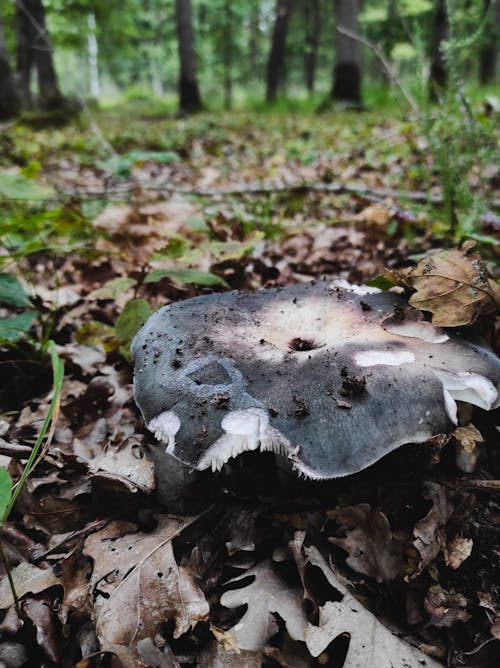 Kostnadsfri bild av agaricus cyanoxanthus schaeff, ätliga svampar, grön svamp