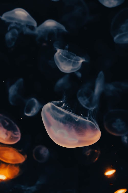 View of Jellyfish Swimming in Dark Water 