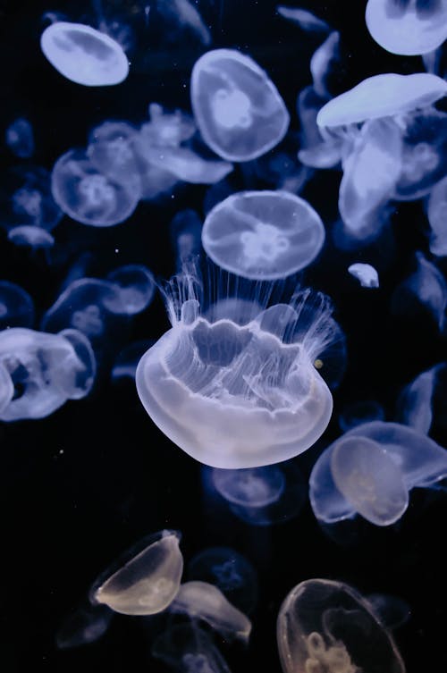 Abundance of Jellyfish