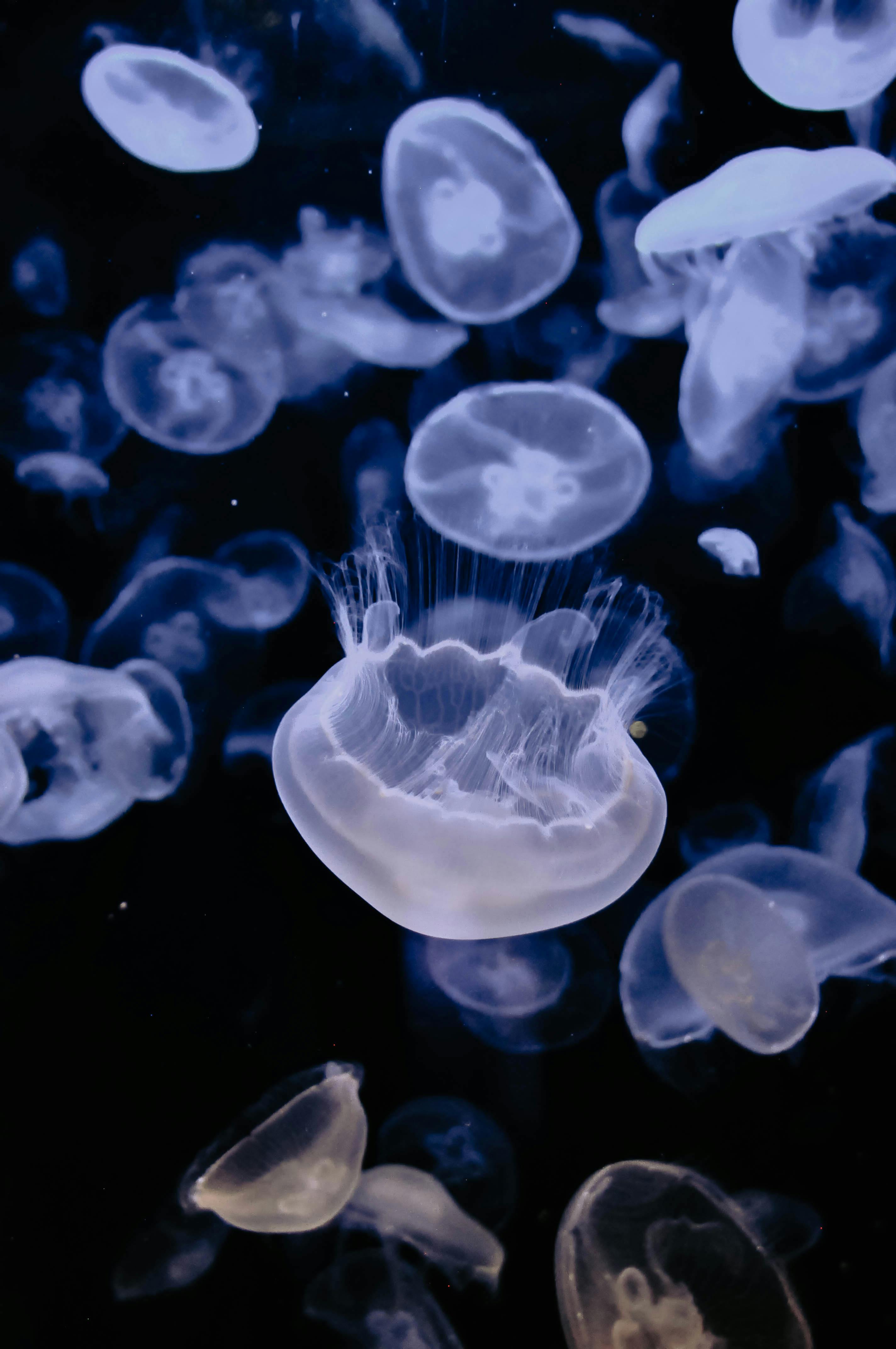 Jelly Fish Underwater Photos, Download The BEST Free Jelly Fish ...