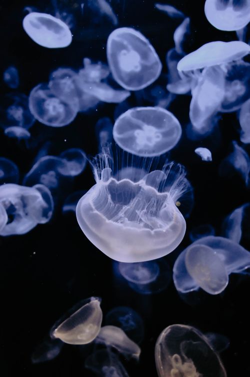 Free Captivating view of jellyfish floating gracefully in an underwater setting. Stock Photo