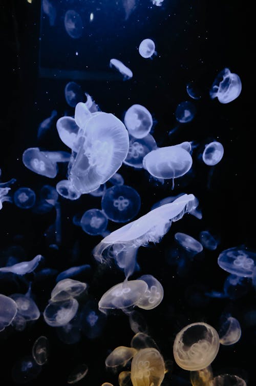Jellyfish Swimming in an Aquarium 
