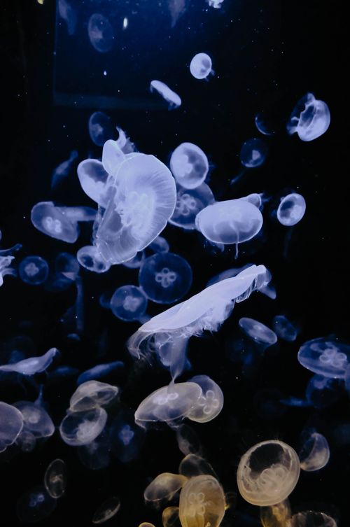 Free Captivating view of jellyfish swimming gracefully in a dimly lit aquarium tank. Stock Photo
