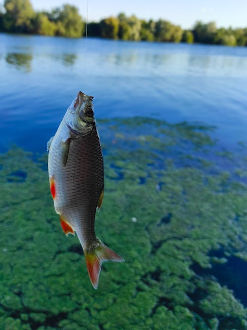 Kostnadsfri bild av fångad fisk, fiske, flodfisk