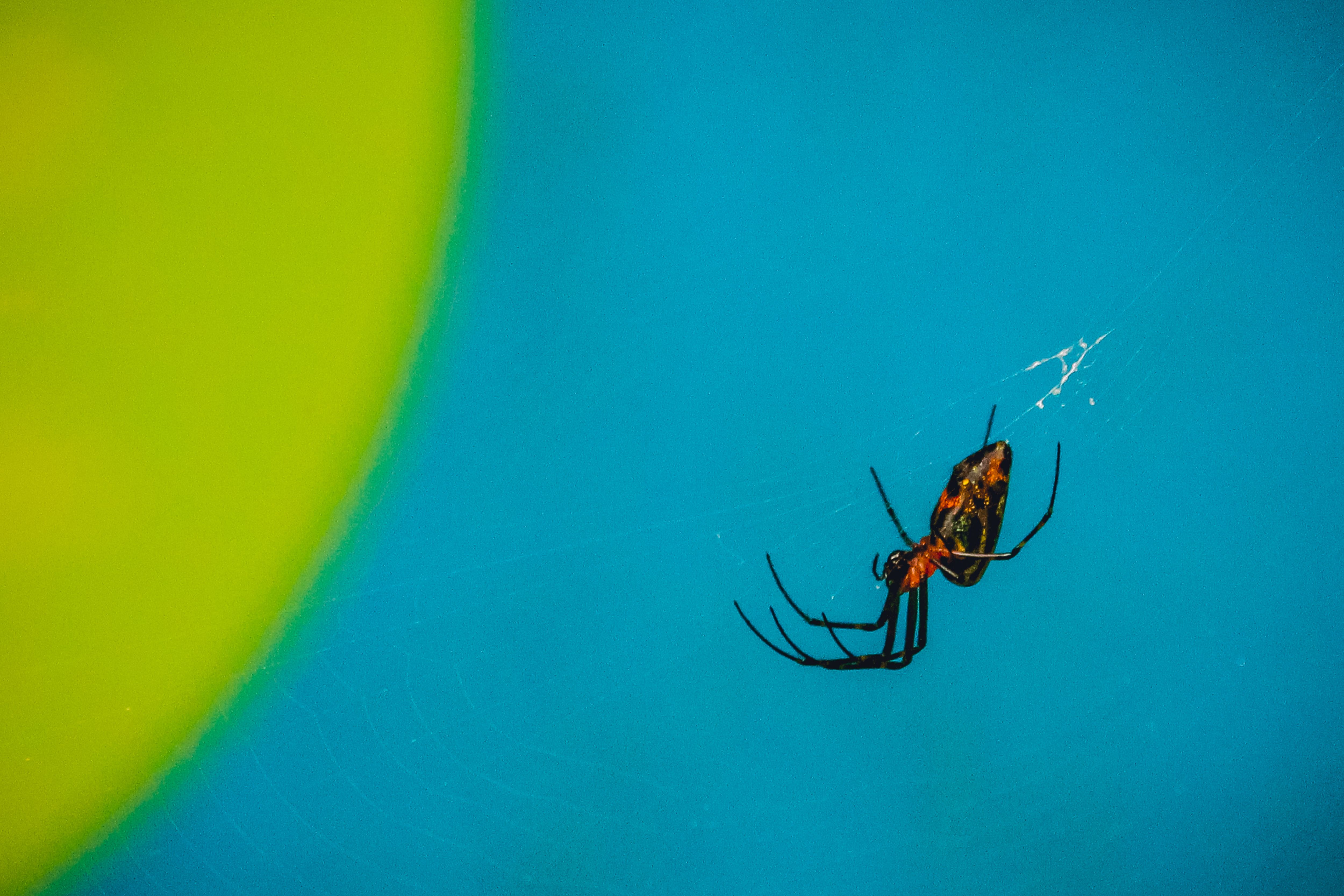 Kostenlos Kostenloses Stock Foto zu abenteuer, afrika, araÃ±a Stock-Foto
