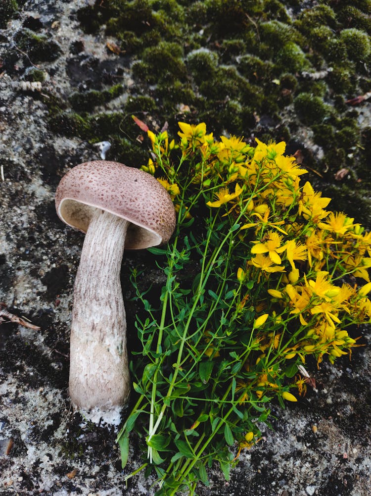 Yellow Herbal Flowers And A Toadstool On Top Of ARock