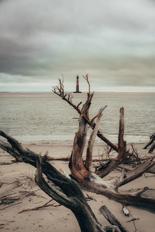 垂直拍攝, 浮木, 海 的 免費圖庫相片