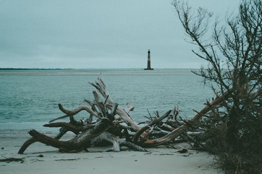 Driftwood on a quiet beach with a distant lighthouse under cloudy skies.