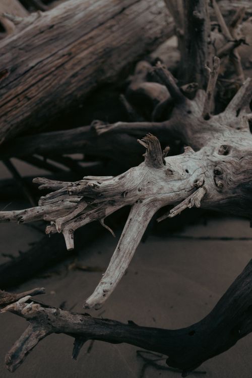 Free Close-up of weathered driftwood laying on a sandy beach, showcasing intricate details and textures. Stock Photo