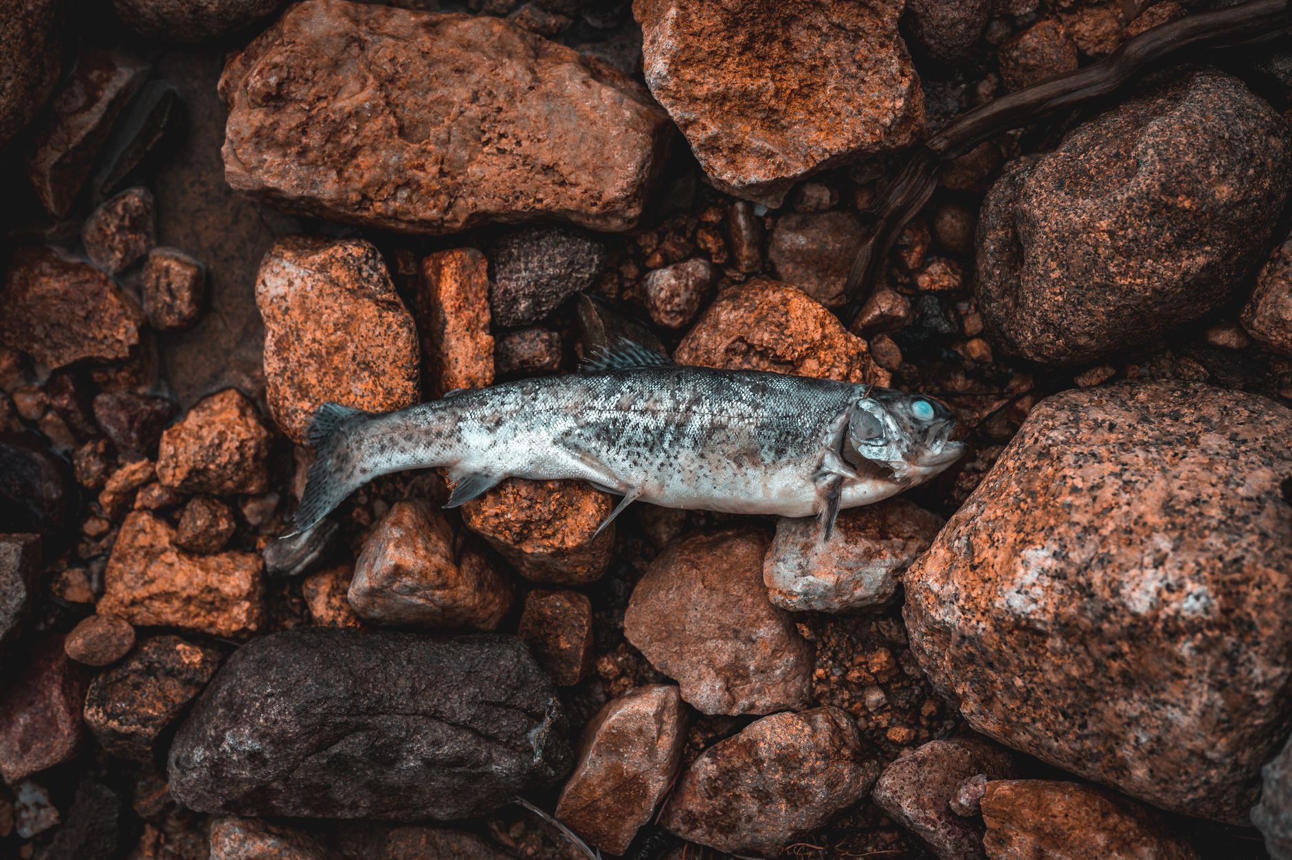 This Robot Kills Fish Humanely — and Founders Fund Is Betting Big