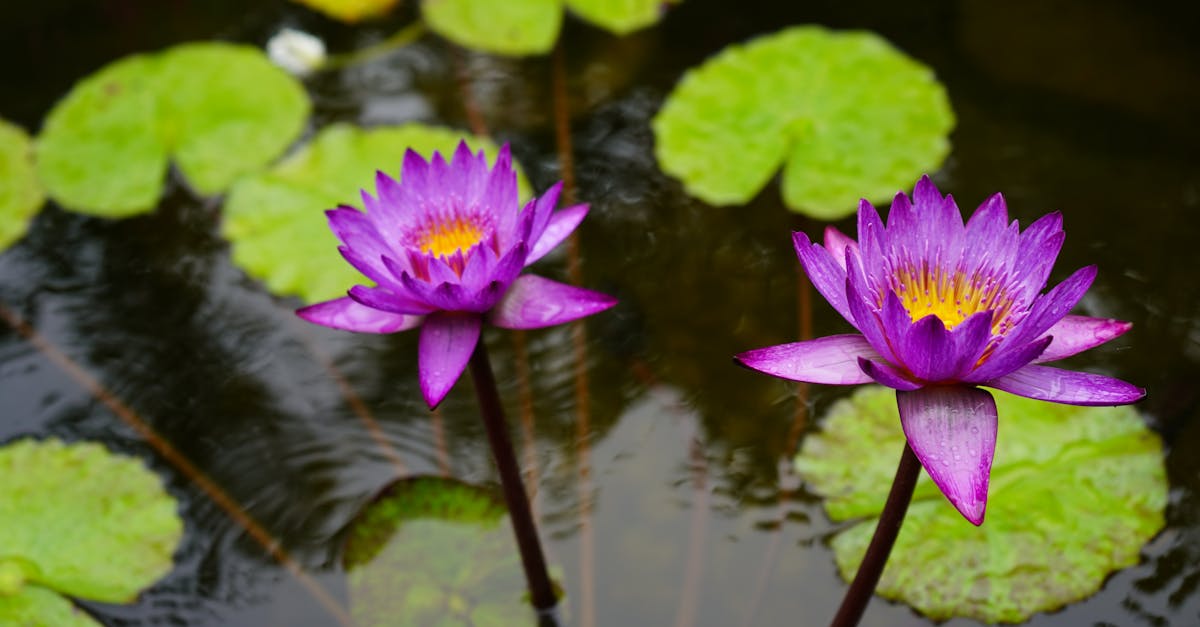 Comment concevoir un jardin feng shui sur un balcon