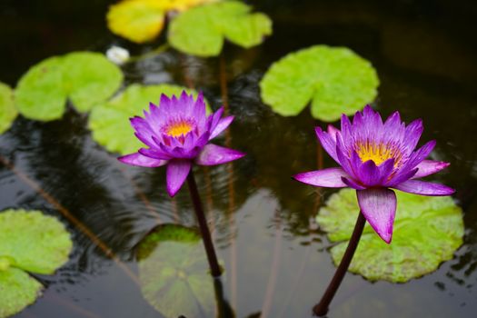 Close Up Photo of Purple Flowers