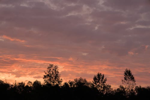 Foto profissional grátis de árvores, cair da noite, céu azulado