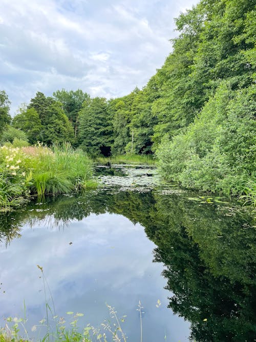 Reflection of Trees and Grass on Water Surface