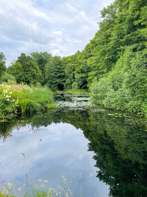 Free A serene forest pond reflecting lush trees and a cloudy sky, epitomizing natural tranquility. Stock Photo