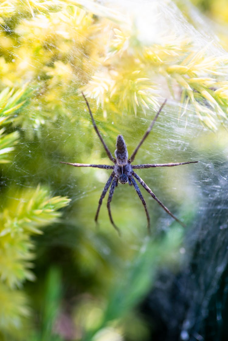 Spider Hanging On A Web