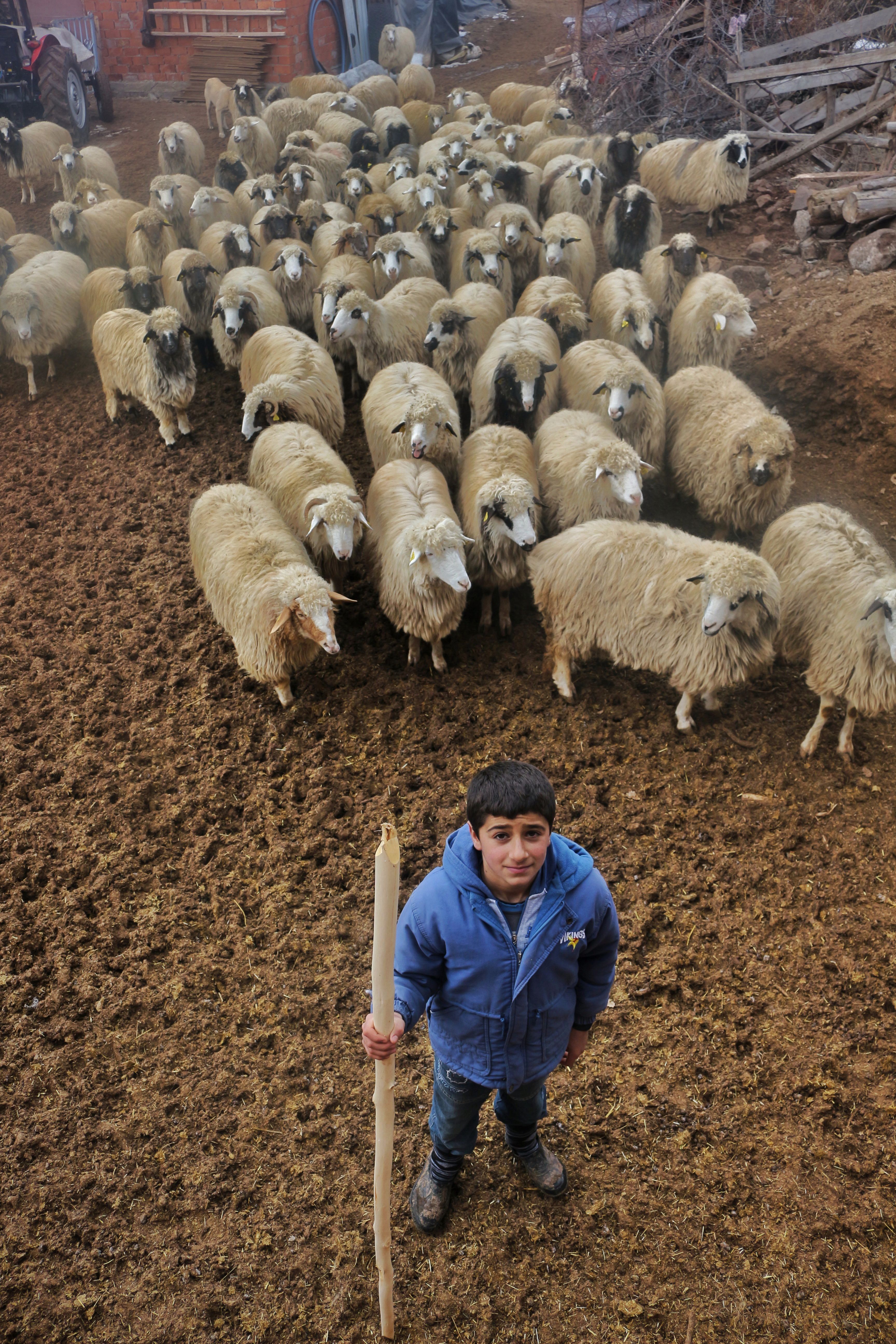 A young shepherd with a stick guides a flock of sheep on a farm, showcasing traditional agriculture.