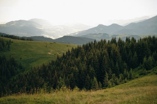 Free Tranquil view of lush evergreen forest and rolling hills in a mountainous region. Stock Photo
