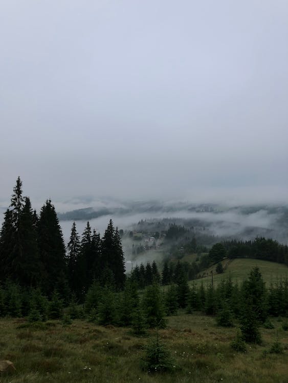 Green Trees Covered with Fog