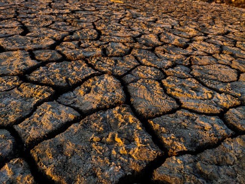 가뭄, 간, 거친의 무료 스톡 사진