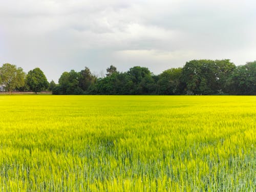 Cloudy Sky over a Rice Field