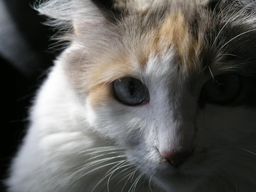 kedi, kedi gözü içeren Ücretsiz stok fotoğraf